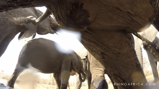 The underbelly of elephants taken by the GoPro