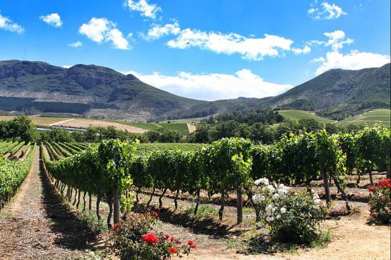 Los viñedos de Groot Constantia