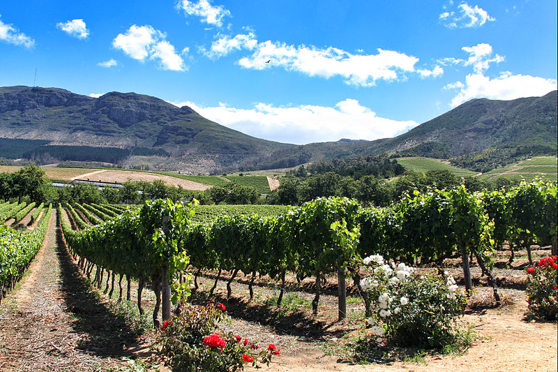 Os vinhedos de Groot Constantia compõem um cenário romântico e sereno