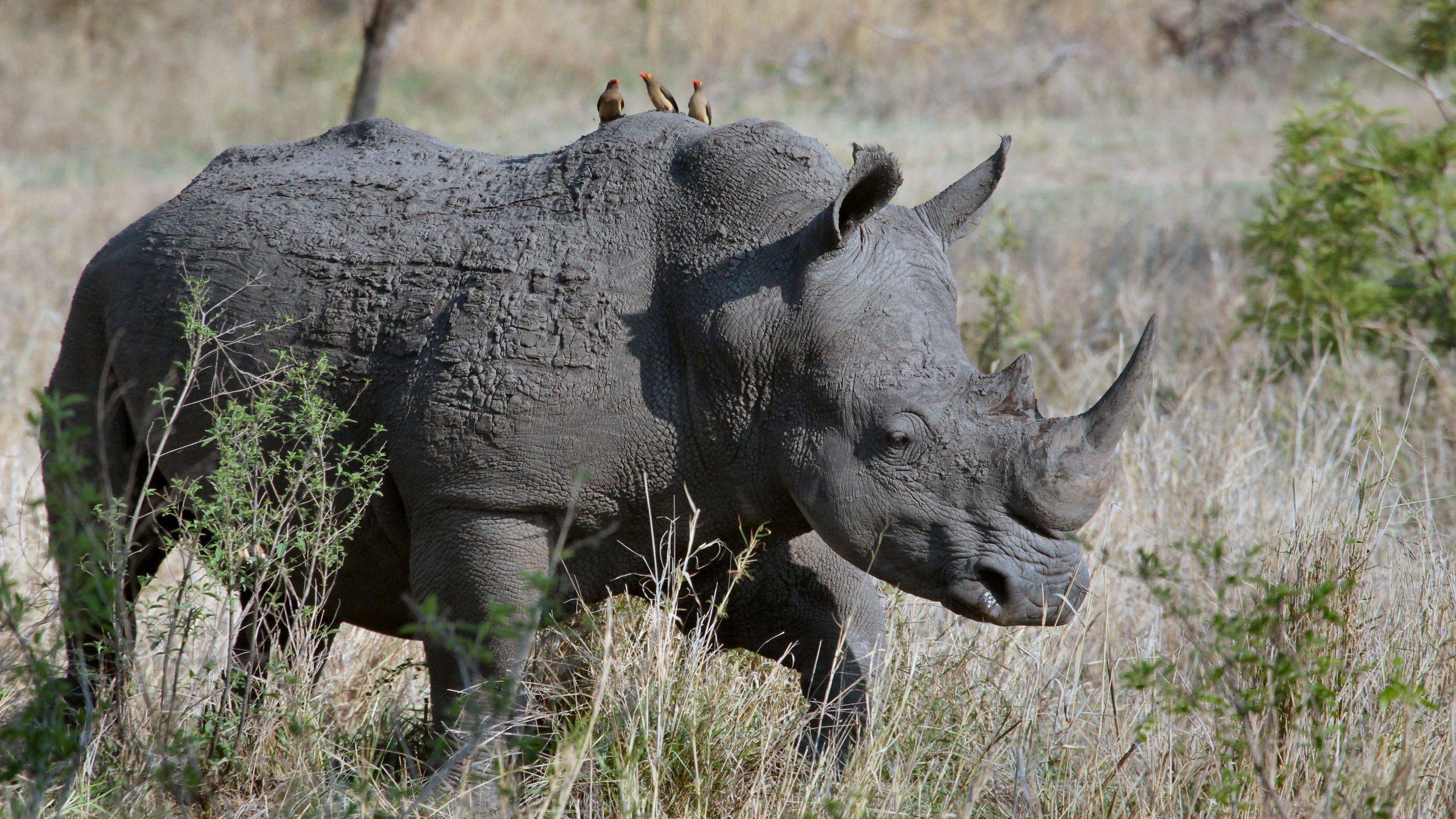 Spitzmaulnashorn im afrikanischen Busch