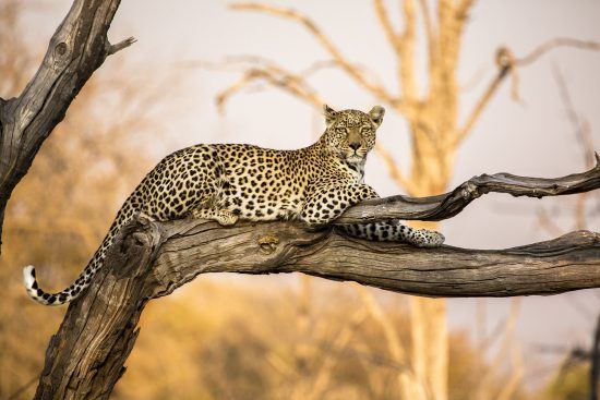 A leopard  resting on a branch