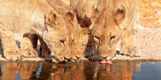 Three lions drinking from the waterhole 