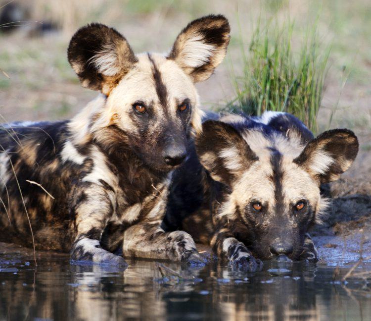 Der Afrikanische Wildhund