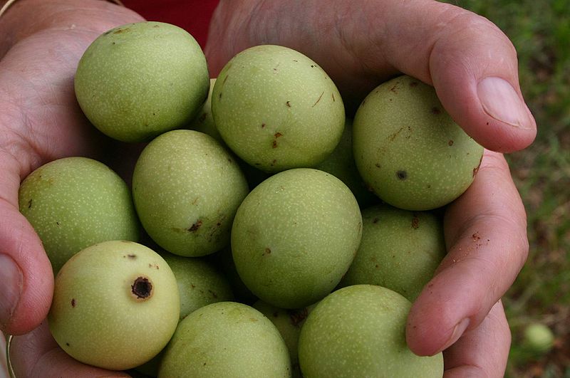 Frutos verdes de marula encontrados abaixo de uma árvore na estrada entre Nylstroom e Potgietersrust, Transvaal, África do Sul