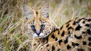 Serval allongé dans les hautes herbes de la savane