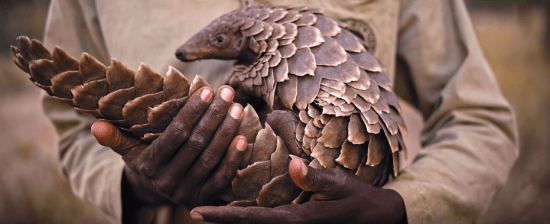 Endangered pangolin is held by a ranger, Africa