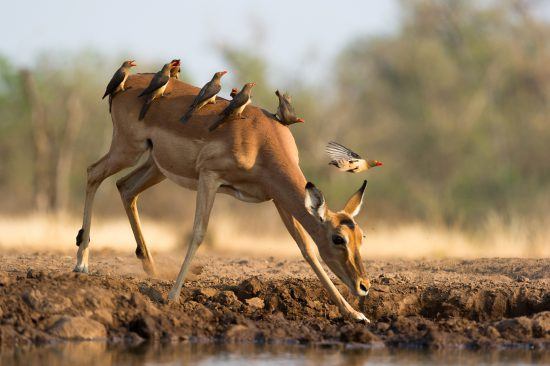 Symbiosis with birds and buck