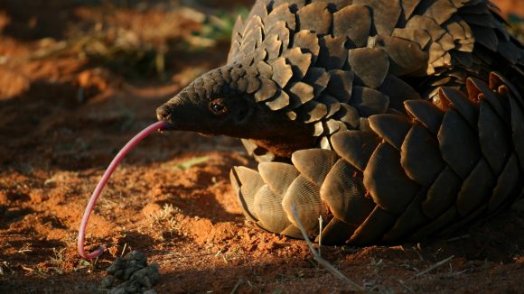 Ein Pangolin (Schuppentier) im Tswalu Game Reserve