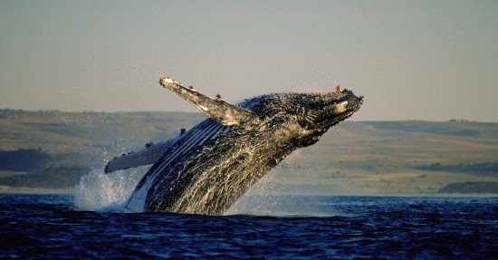 Una ballena saliendo del agua en Hermanus, Sudáfrica