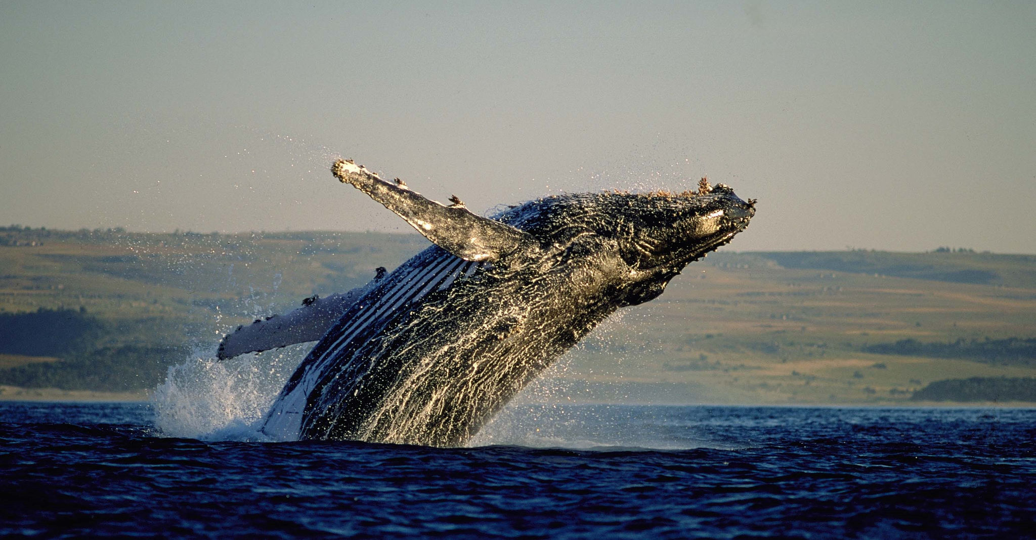 Una ballena saliendo del agua en Hermanus, Sudáfrica