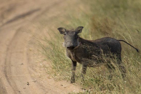 Warthog at Kwandwe Game Reserve