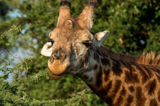 giraffe at kwandwe