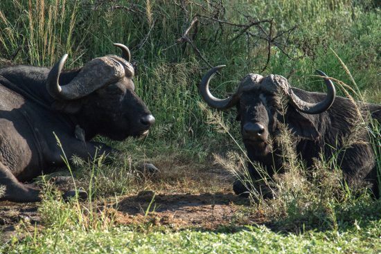 Buffalo at Kwandwe