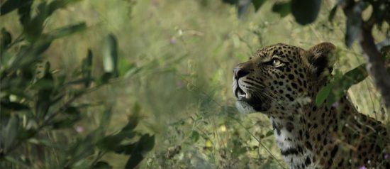 A leopard up close 