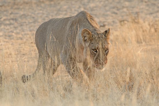 Lone lioness walking through long dry grass 