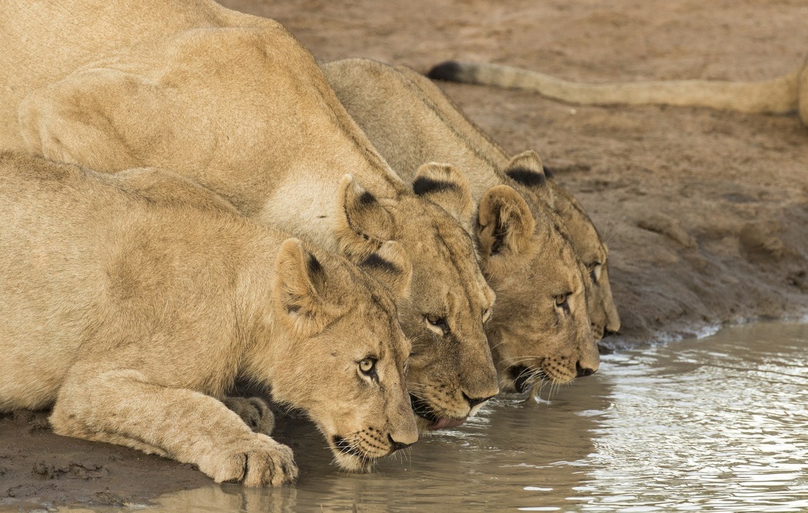 Quatre lionnes s'abreuvant dans la réserve de Madikwe, Afrique du Sud