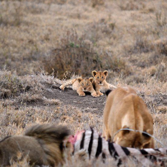 Two lion cubs in the background of a lioness and her kill 