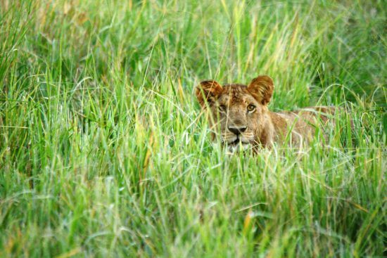 Lion lying in lush grass in Africa 