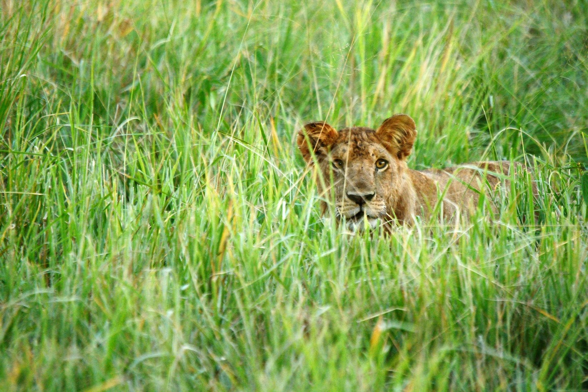 Lionne dans les hautes herbes au Parc National du Tarangire