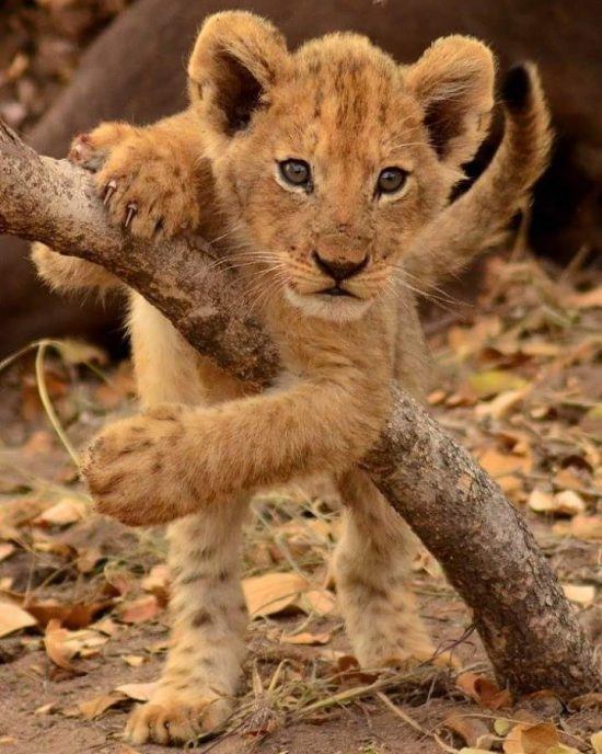 Lion club playing over a branch 