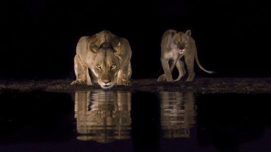 Lion drinking from water at night with another lion close by 