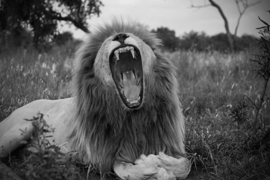 Black and white close-up of a lion yawning 