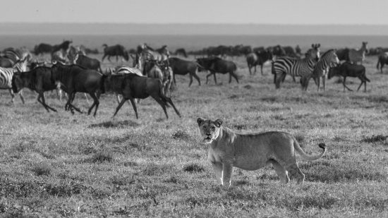 Leão fita câmera enquanto zebras e gnus caminham ao fundo