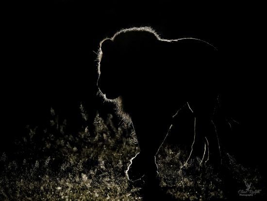 Backlit silhouette of a lion 