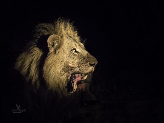 Portrait of a male lion with a black background 