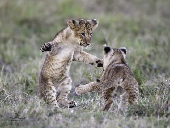 Two lion cubs playing together in the grass