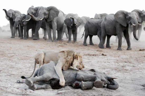 Leão derruba filhote de elefante, enquanto manada de elefantes observa ao fundo