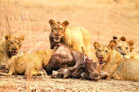 lions with dead buffalo