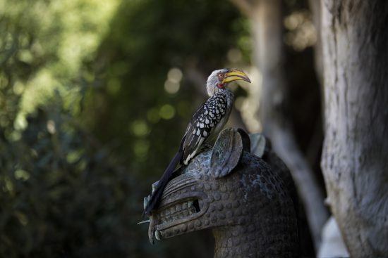 southern yellowbilled hornbill at chitwa chitwa