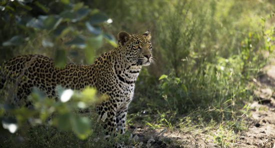 A leopard  watches the game vehicle 