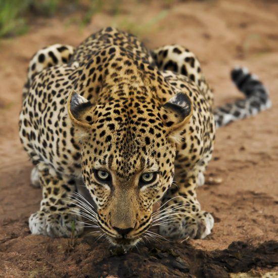 leopard attacking position