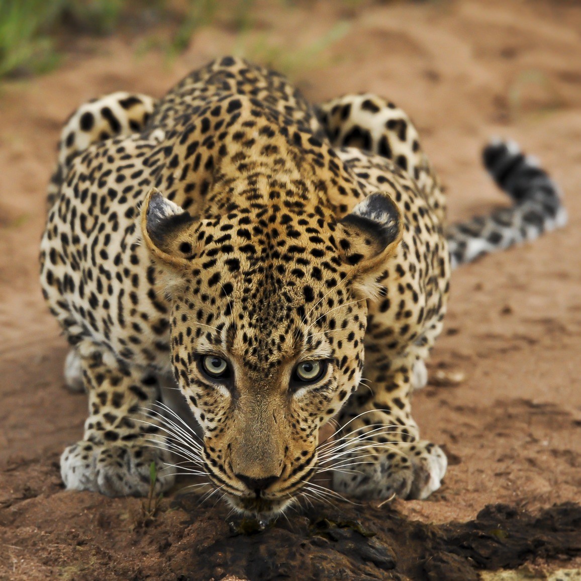 leopard attacking position