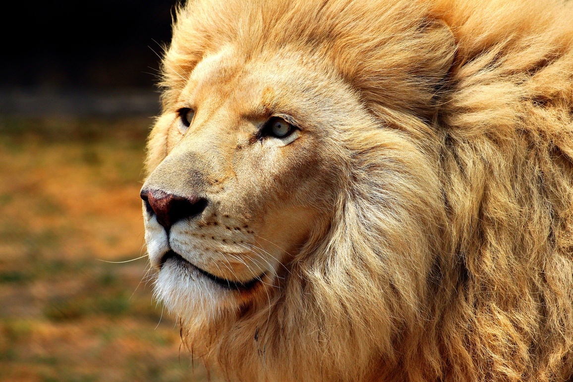 Close-up of a male lion and his thick mane 