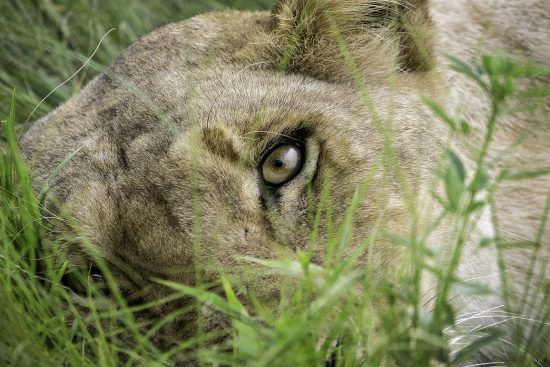 Close-up of a lion lying in the grass 