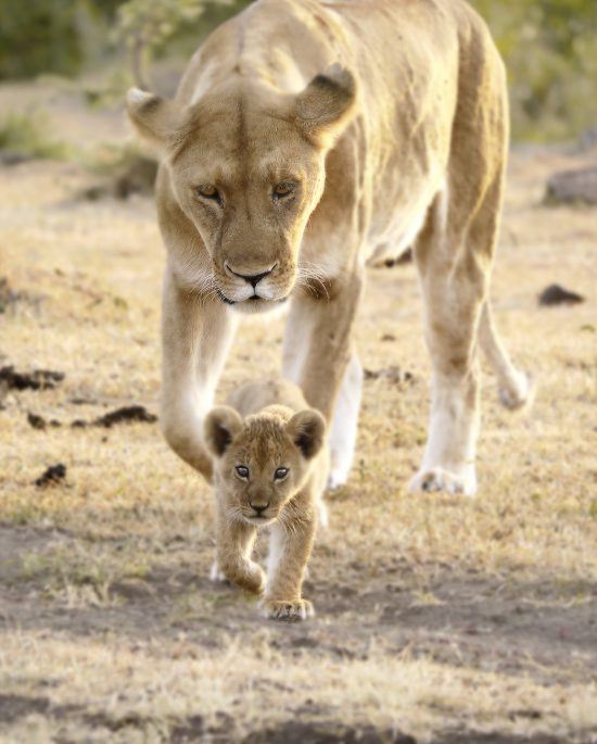 Lion and her young cub walking 