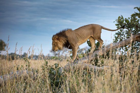 Male lion walking down the drunk of a fallen tree in the bush