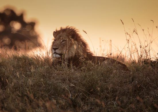 Male lying in the grass as the sun sets behind him 