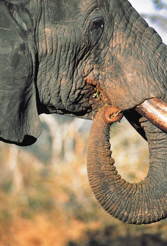 Closeup of an elephant eating 