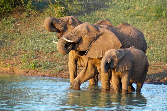 elephants drinking at Thanda Luxury Safari Lodge