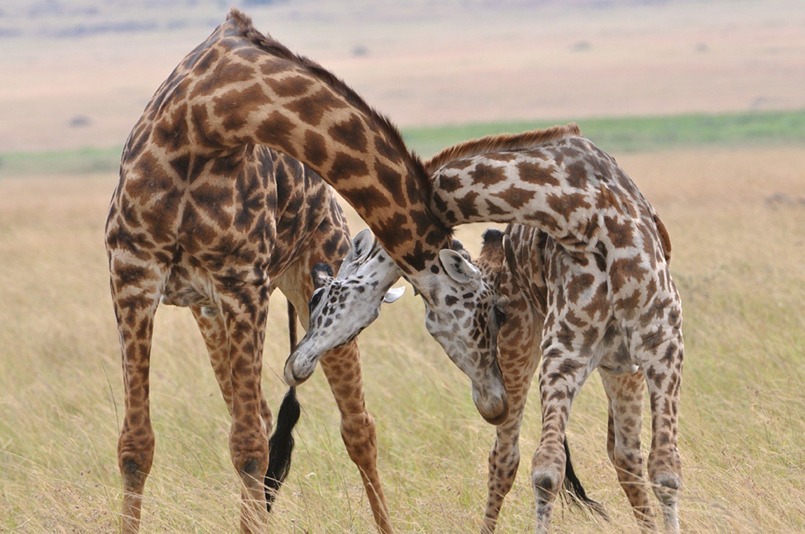 Streitende Giraffen