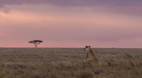 Leoa solitária na savana com baobá ao fundo