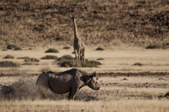 Spitzmaulnashorn und Giraffe in der kargen Wüstenlandschaft Namibias