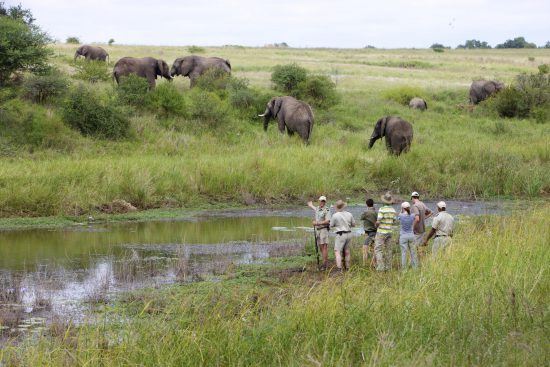 Safári no Kruger Park: perguntas mais frequentes