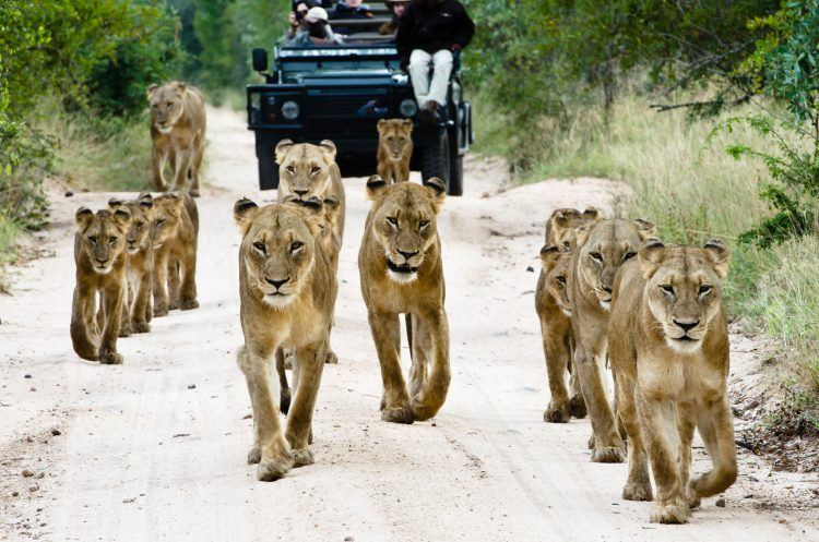 Ein Löwenrudel mit Nachwuchs läuft einen Sandweg entlang - FAQ Krüger Nationalpark