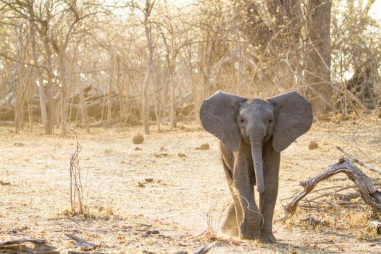 A small elephant calf