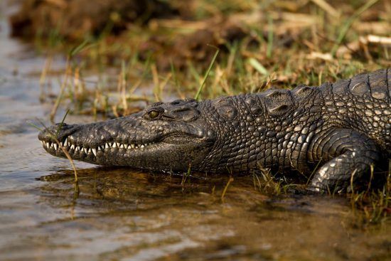 Crocodile walking into water